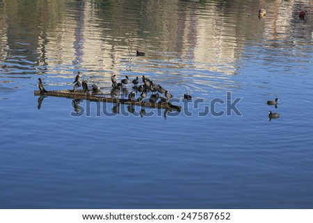 birds perching on a piece of metal block on the lake
