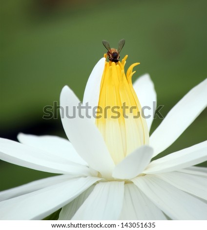 bee on top of white lotus flow