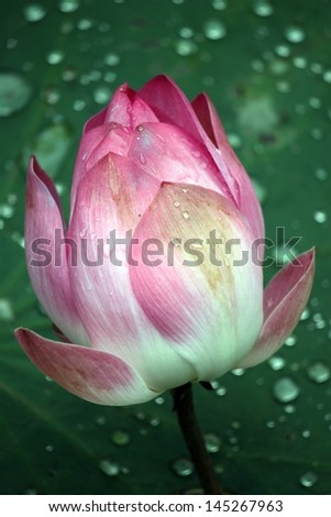 red lotus flower bud close up after rain