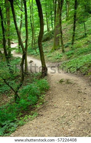 small path in a green forest in summer
