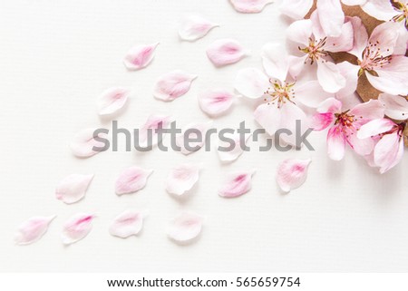 close up top view of light and soft sakura petals on white background. Concept love. Flat lay.