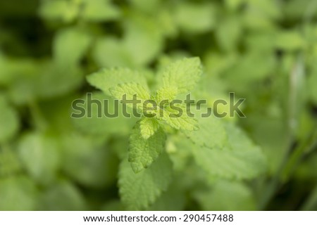 Mint green background pouring a nice background