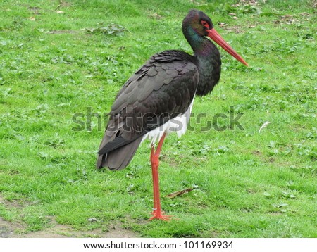 The Black Stork, Ciconia nigra is a large wading bird in the stork family Ciconiidae. It is a widespread, but rare, species that breeds in the warmer parts of Europe.