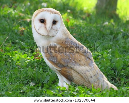 The Barn Owl (Tyto alba) is the most widely distributed species of owl, and one of the most widespread of all birds.