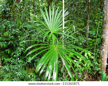 Vegetation Amazon. The tropical rainforests of South America contain the largest diversity of species on Earth.