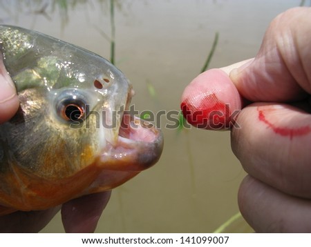 Small fishing accident, Piranha has bitten my fingertip, Amazon, Brazil