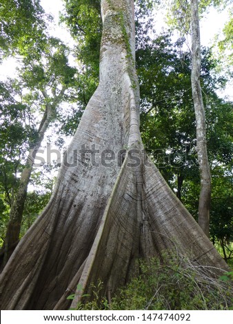 Ceiba pentandra in Portuguese Samauma  (Ceiba pentandra)  the largest tree in the Amazon Rainforest. Good to see the mark of the last flood on the tree.