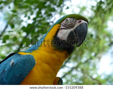 The Blue-and-Yellow Macaw (Ara ararauna), also known as the Blue-and-Gold Macaw, is a large blue (top parts) and yellow (under parts) South American parrot.