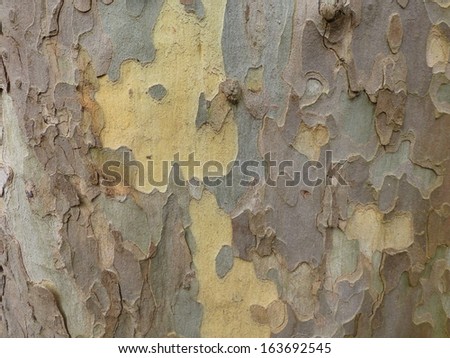 Bark of Platanus  acerifolia, London plane, London planetree, or hybrid plane, is a tree in the genus Platanus.