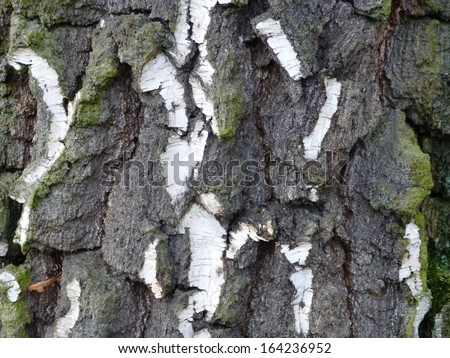 Birch is a broadleaved deciduous hardwood tree of the genus Betula  in the family Betulaceae