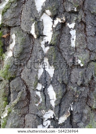 Birch is a broadleaved deciduous hardwood tree of the genus Betula  in the family Betulaceae