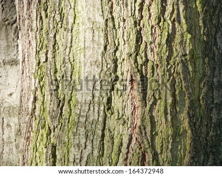 Bark of Quercus rubra, commonly called northern red oak or champion oak, (syn. Quercus borealis), is an oak in the red oak group (Quercus section Lobatae)