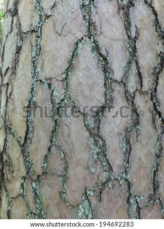 Bark of a Pine tree (Pinus). Pines are conifer trees in the genus Pinus  in the family Pinaceae.