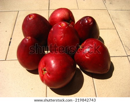 Syzygium jambos fruits. Syzygium jambos is a tree originating in Southeast Asia. Picture taken in Amazonia Brazil