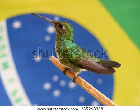 Glittering-throated Emeralds (Amazilia fimbriata) in the backround the Brazilian flag