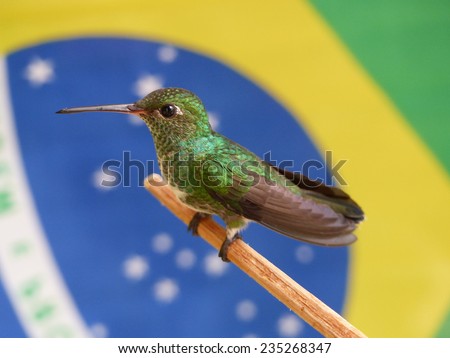 Glittering-throated Emeralds (Amazilia fimbriata) in the backround the Brazilian flag