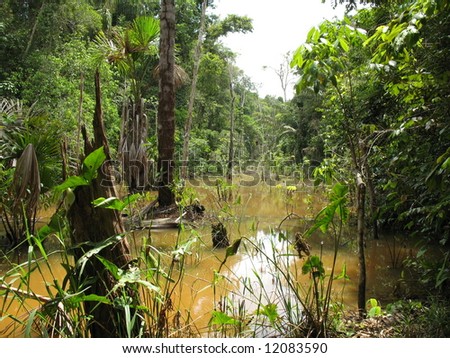 Beautiful, interesting, dengerous but also endangered rain forest in Amazon - Brazil