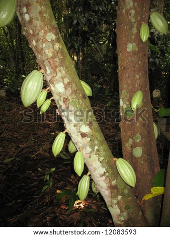 Theobroma cacao also cacao tree and cocoa tree, is a small (4–8 m or 15–26 ft tall) evergreen tree in the family Sterculiaceae (alternatively Malvaceae),native to the deep tropical region of  Americas