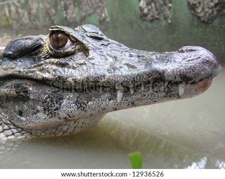 Crocodile Amazon