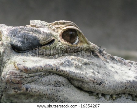 Crocodile Amazon