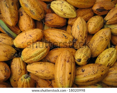 Cocoa bean (also cacao bean) is the dried and fully fermented fatty seed of Theobroma cacao, from which cocoa solids and cocoa butter are extracted.