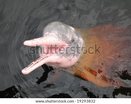 pics of pink dolphins. Pink Dolphin,