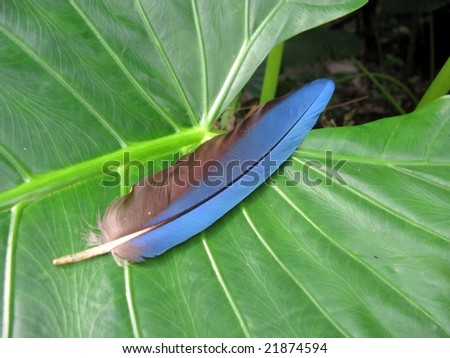 Blue feather from the Blue-and-yellow Macaw, Rainforest Amazonia