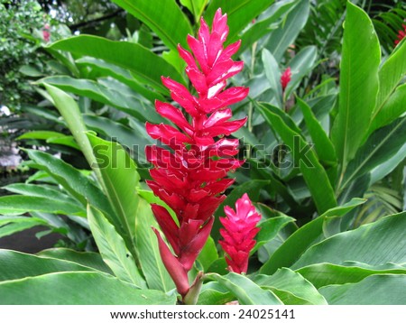 Amazon Flowers on Bromeliaceae Flower  Amazon Stock Photo 24025141   Shutterstock