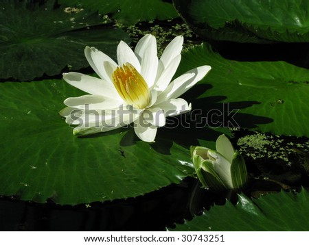 Nymphaea is a genus of aquatic plants in the family Nymphaeaceae