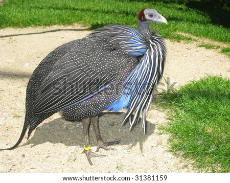 The Vulturine Guineafowl (Acryllium vulturinum) is the largest and most spectacular of the guineafowl bird family, Numididae, and is the only member of the genus Acryllium.