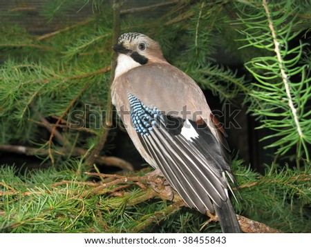 The Eurasian Jay (Garrulus glandarius) is a species of bird occurring over a vast region from Western Europe and north-west Africa to the eastern seaboard of Asia and down into south-east Asia.