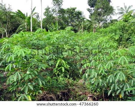 Cassava Manioc