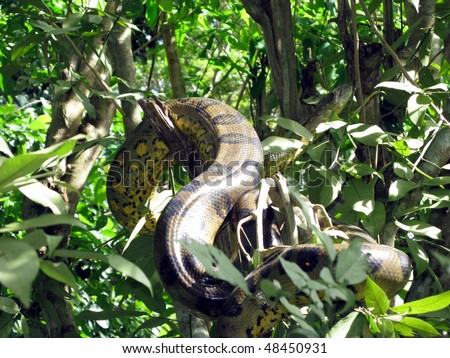 The Boa constrictor (Boa constrictor) is a large, heavy-bodied species of snake. It is a member of the Boidae family found in Central America, South America and some islands in the Caribbean