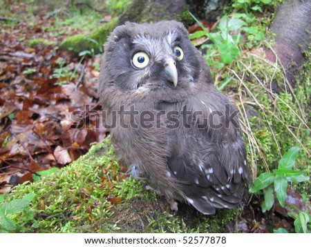 About 3 weeks old Tengmalm\'s Owl Aegolius funereus,  is a small owl. It is known as the Boreal Owl in North America. This species is a part of the larger grouping of owls known as typical owls.