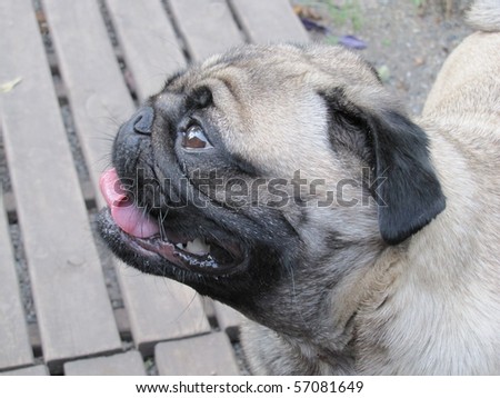 The pug is a toy dog with a wrinkly, short-muzzled face, and curled tail. The breed has a fine, glossy coat that comes in a variety of colors, and a compact square body with well-developed muscle