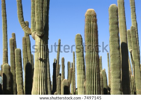 Cluster of Saguaro Cacti waiting to be used in various landscape projects.Horizontal.