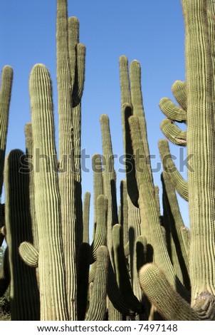 Cluster of Saguaro Cacti waiting to be used in various landscape projects.Vertical.