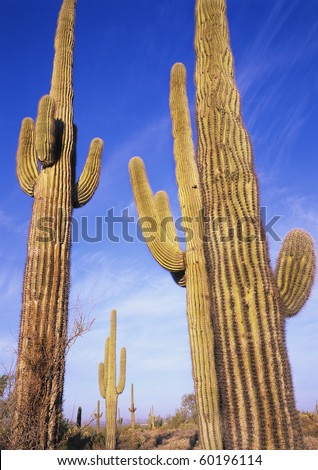 Saguaro cactus in the Sonoran desert Arizona.