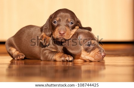 lovely puppies under sunlight lovely puppies under sunlight