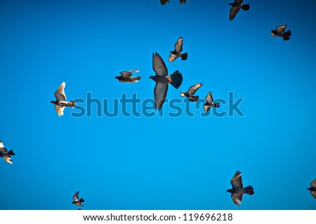 Group of birds flying in the blue sky