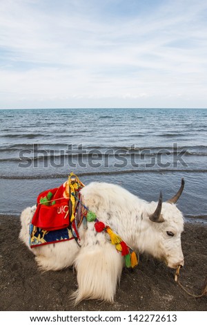 Yaks beside Qinghai Lake,the biggest lake of China