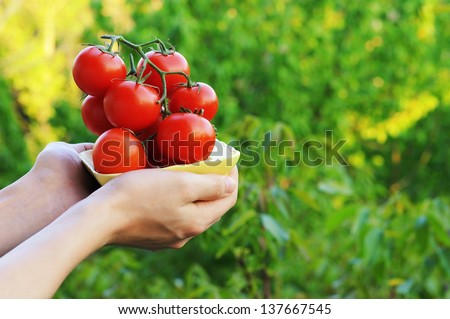 Farmer showing organic tomatoes. Healthy food concept