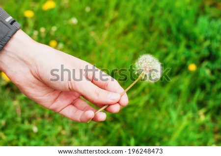 dandelion in hand