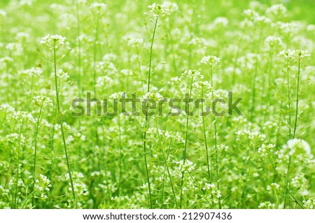 Wild flowers on green meadow. Floral background. Macro image