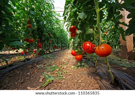 Tomato plant in a greenhouse, close image