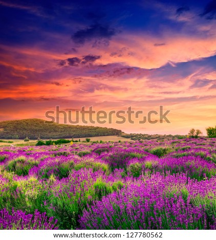 Sunset Over A Summer Lavender Field In Tihany, Hungary- This Photo Make Hrd Technik