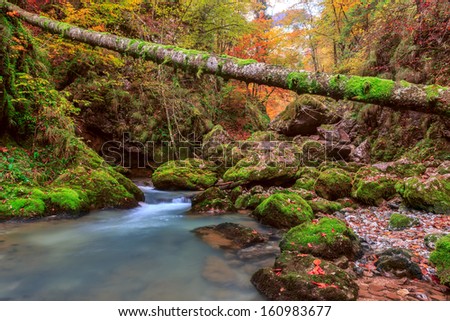 Creek deep in mountain forest in Transylvania