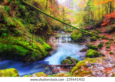 Creek deep in mountain forest in Transylvania,Romania