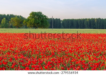 Poppies field meadow in summer in Hungary