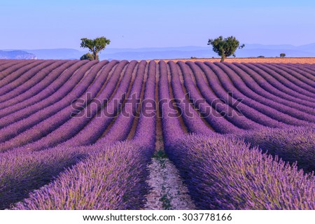 Lavender field summer sunset landscape with two tree near Valensole.Provence,France